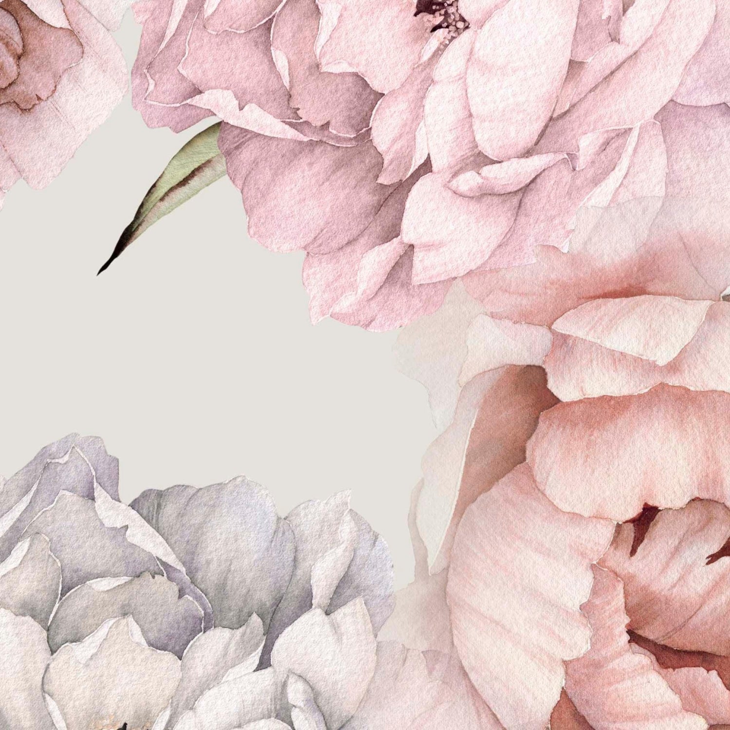 big pink peony flower wallpaper detail