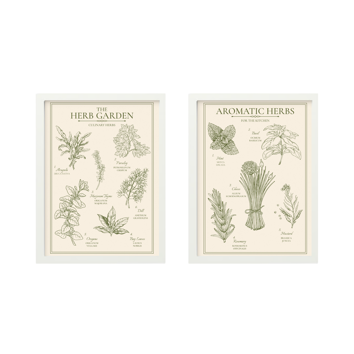 Herb Garden and Aromatic Herbs print set of 2 in white frames